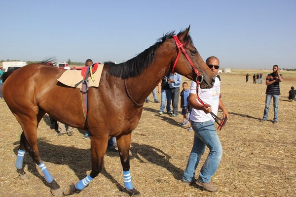 بالصور: لأول مرة في مدينة اللد - سباق للخيول بمشاركة خيالة من مختلف مناطق البلاد 